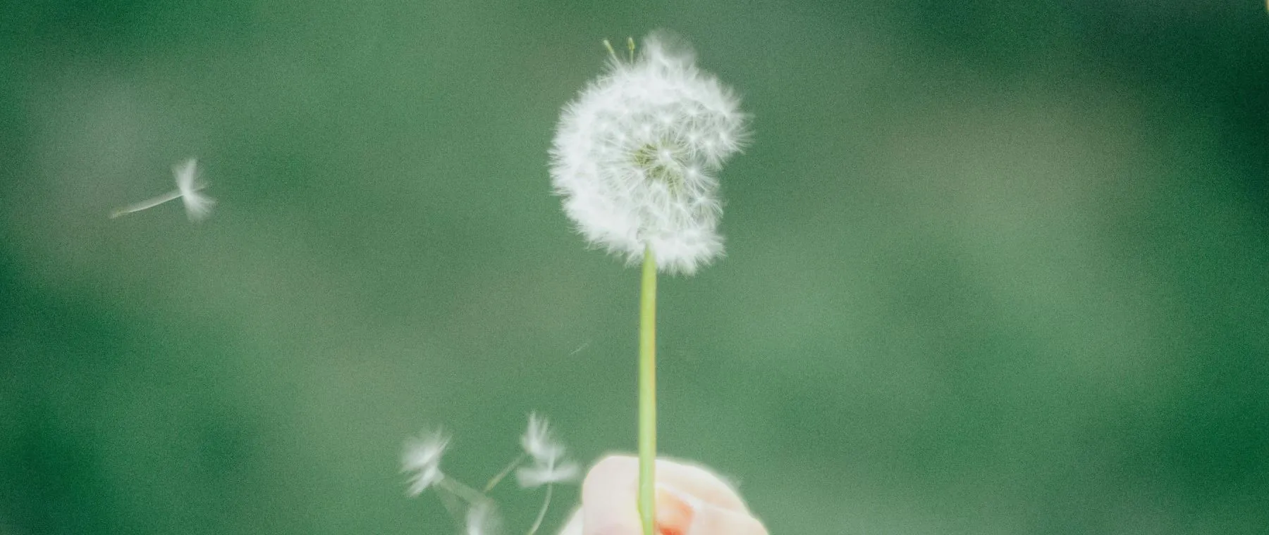 Pissenlit dans une lumière chaude, symbole de calme et de lâcher-prise en sophrologie.